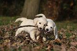 GOLDEN RETRIEVER 827